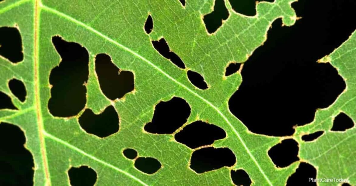 LHF-52629-how-often-can-you-use-neem-oil-on-plants-t1-min.jpg