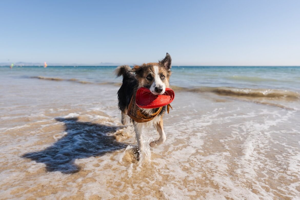 dog3142024.jpg