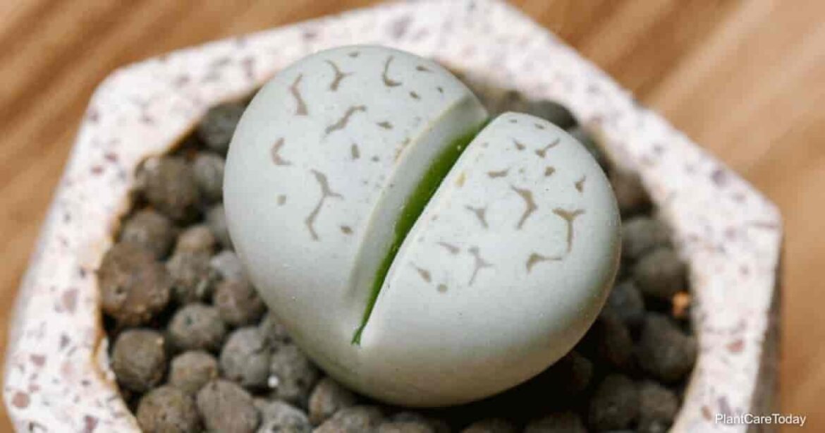 lhf-53979-overwatered-lithops-t1-min.jpg