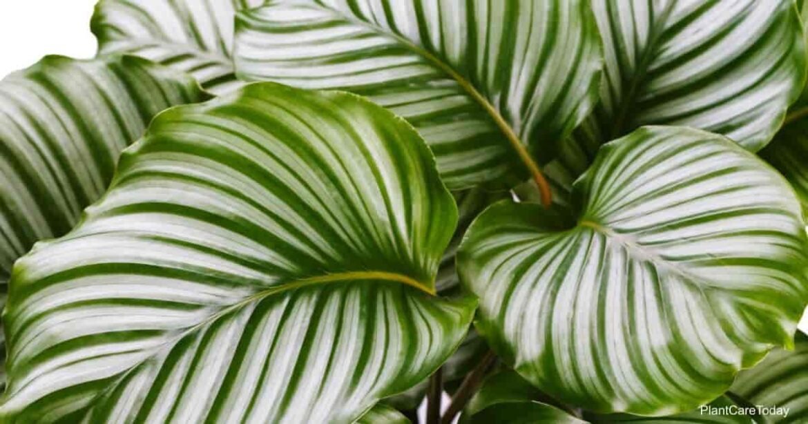 LHF-52125-calathea-orbifolia-t1-min.jpg