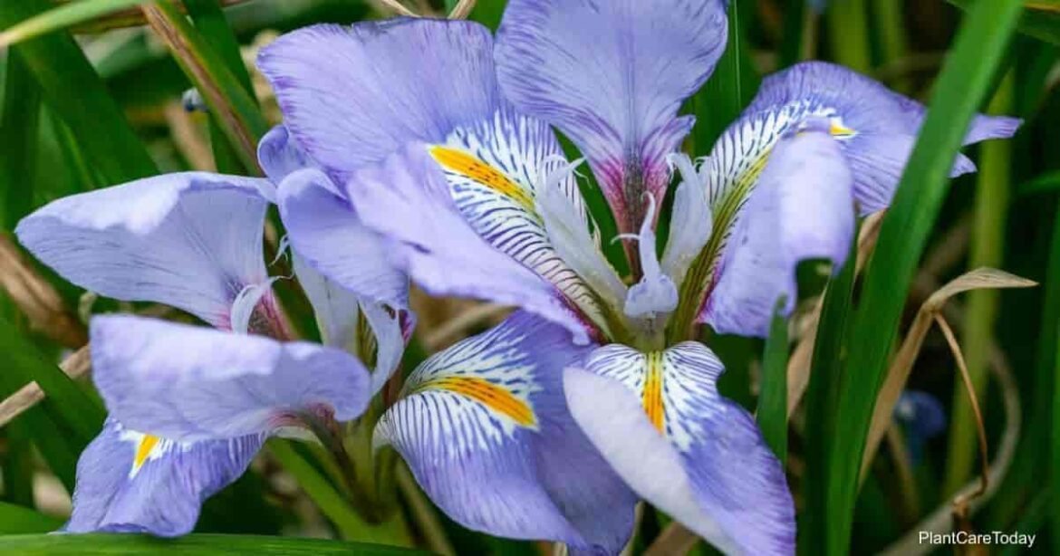 LHF-53484-Algerian-Iris-t1-min.jpg