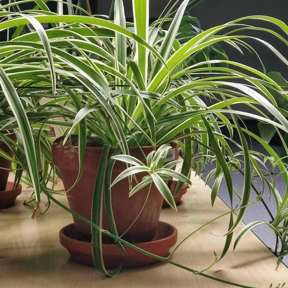 sm-25359-spider-plant-like-coffee-grounds-t1.jpg
