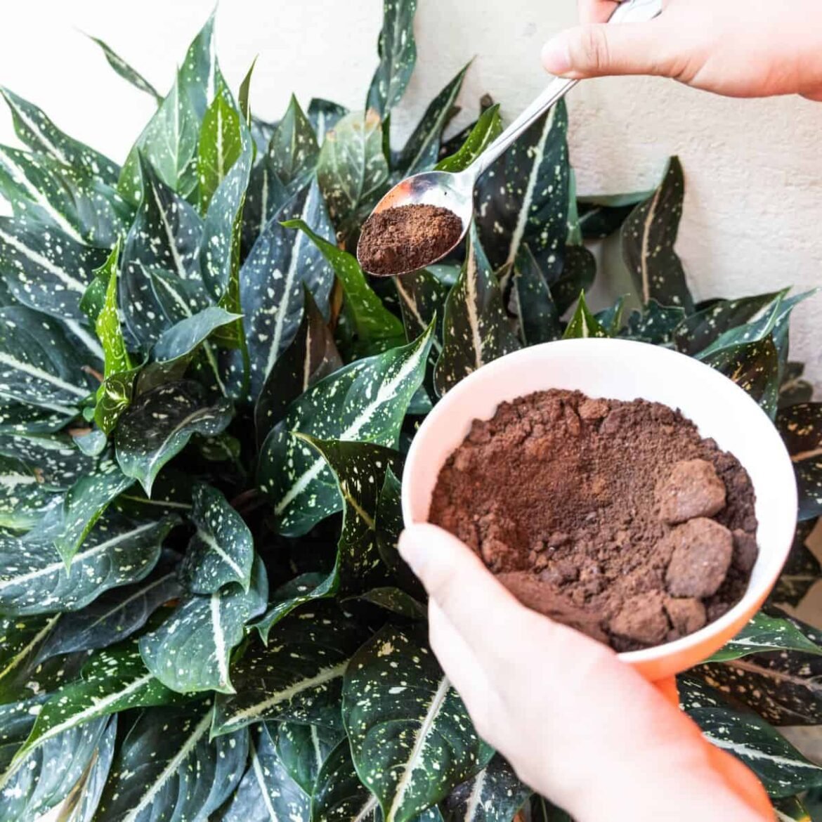 ttlid-60065-store-coffee-grounds-t1.jpg