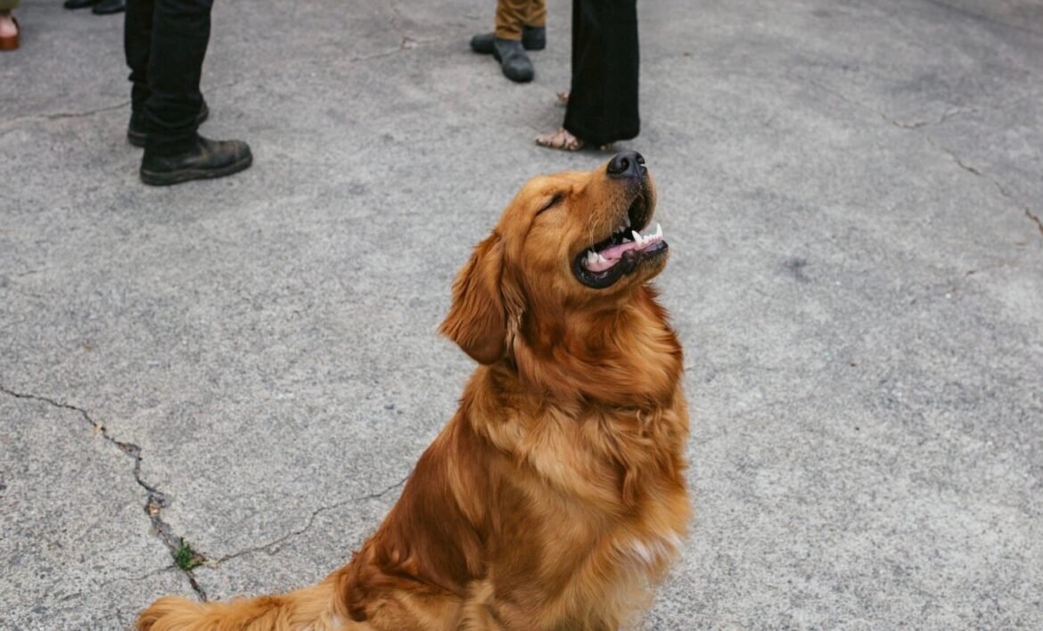 dog-1536×1024-1.jpg