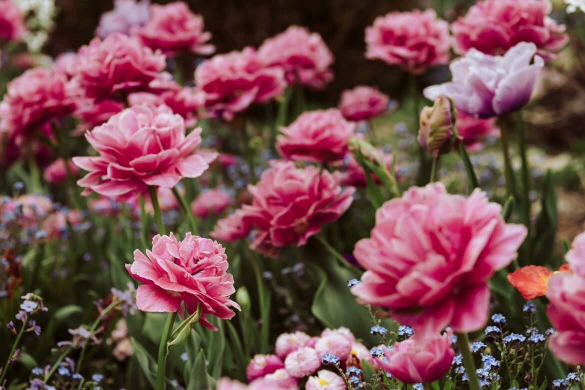 flower-field.jpg