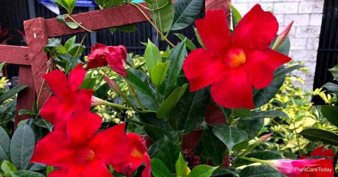 LHF-53171-vines-warm-weather-t1-min.jpeg