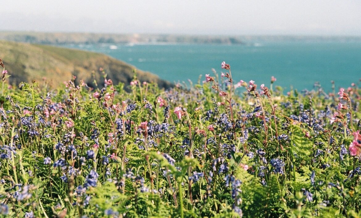 Coastal-Wildflowers-Stocksy-1.jpg