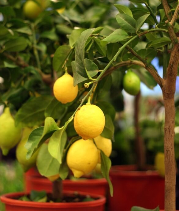 lemons-on-a-tree-growing.jpg