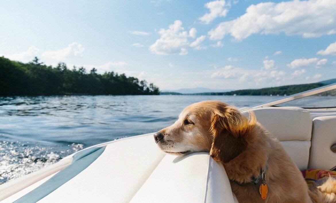 Labrador-Retriever-on-Boat-CROPPED.jpg