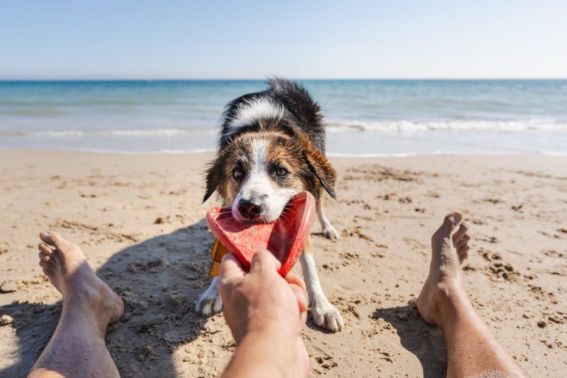 Puppy-on-beach.jpg