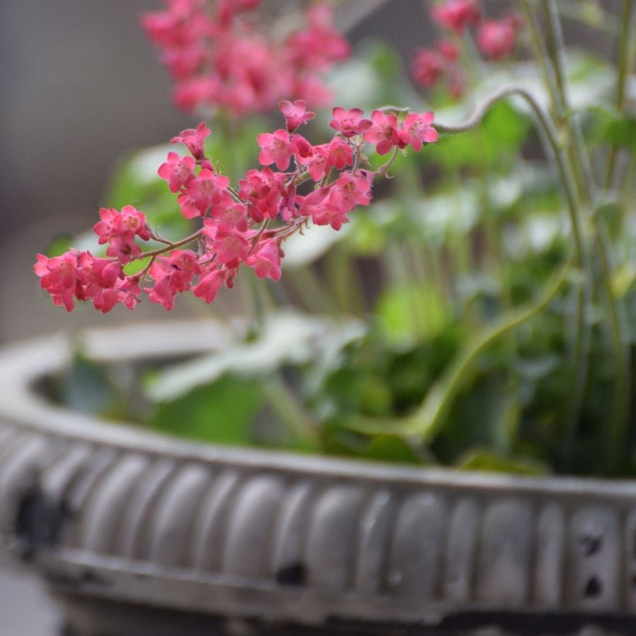 1758069199_187730-ttlid-1226-perennials-that-thrive-in-containers-t1.jpg