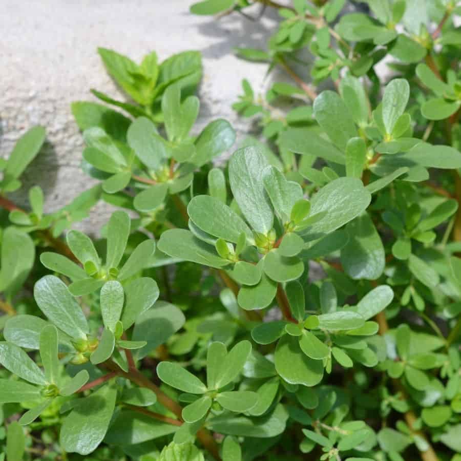 1758073080_187668-tlid-1205-purslane-secret-medicine-t1.jpg
