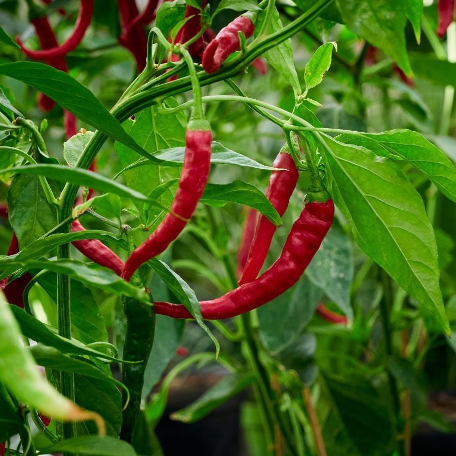 187465-ttlid-1023-benefits-of-topping-your-pepper-plants-t1.jpg