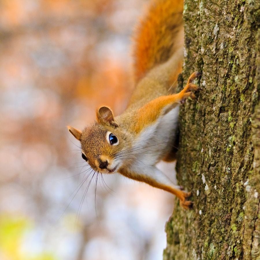 187603-ttlid-1124-plants-that-squirrels-hate-t1.jpg