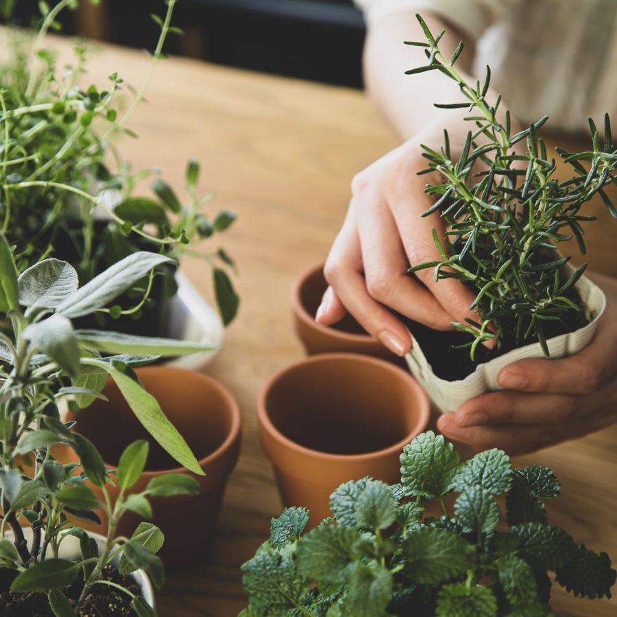 187630-ttlid-1156-herbs-you-can-grow-indoors-t1.jpg