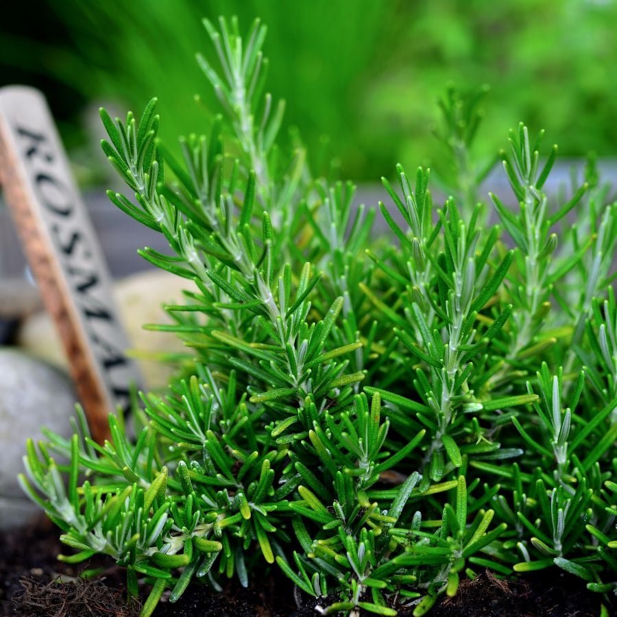 187641-ttlid-1162-reasons-to-never-toss-rosemary-t1.jpg