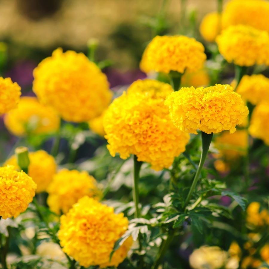 187744-ttlid-1232-marigold-varieties-sabotaging-your-garden-t1.jpg