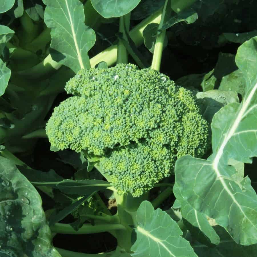 187753-ttlid-1236-why-your-balcony-needs-broccoli-t1.jpg