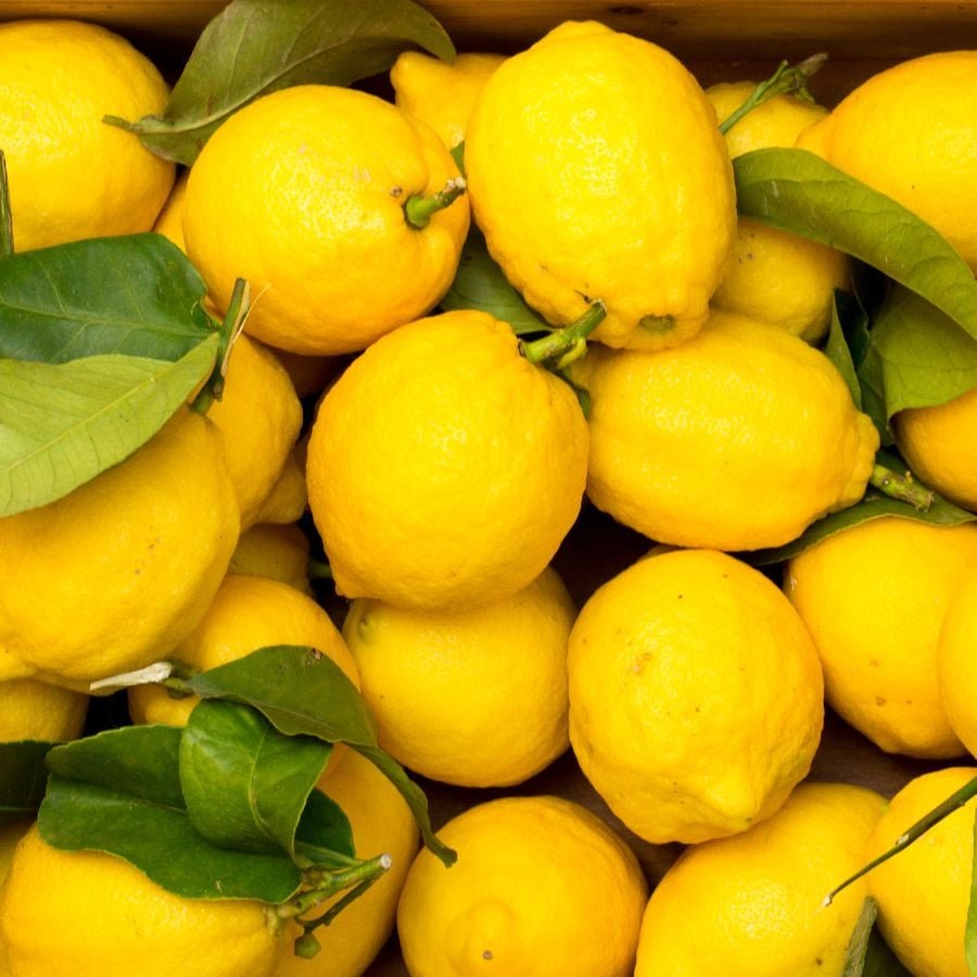 187769-ttlid-1272-lemon-hack-banished-mosquitoes-t1.jpg