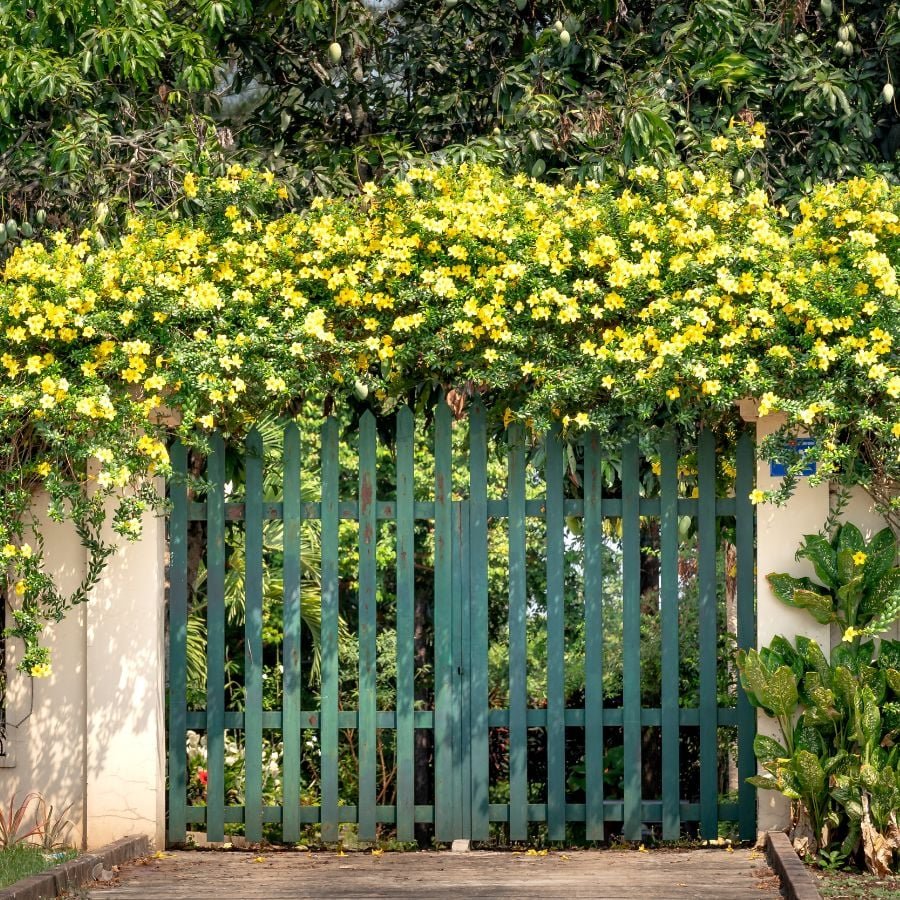 187780-ttlid-1277-flowering-vines-create-instant-privacy-t1.jpg