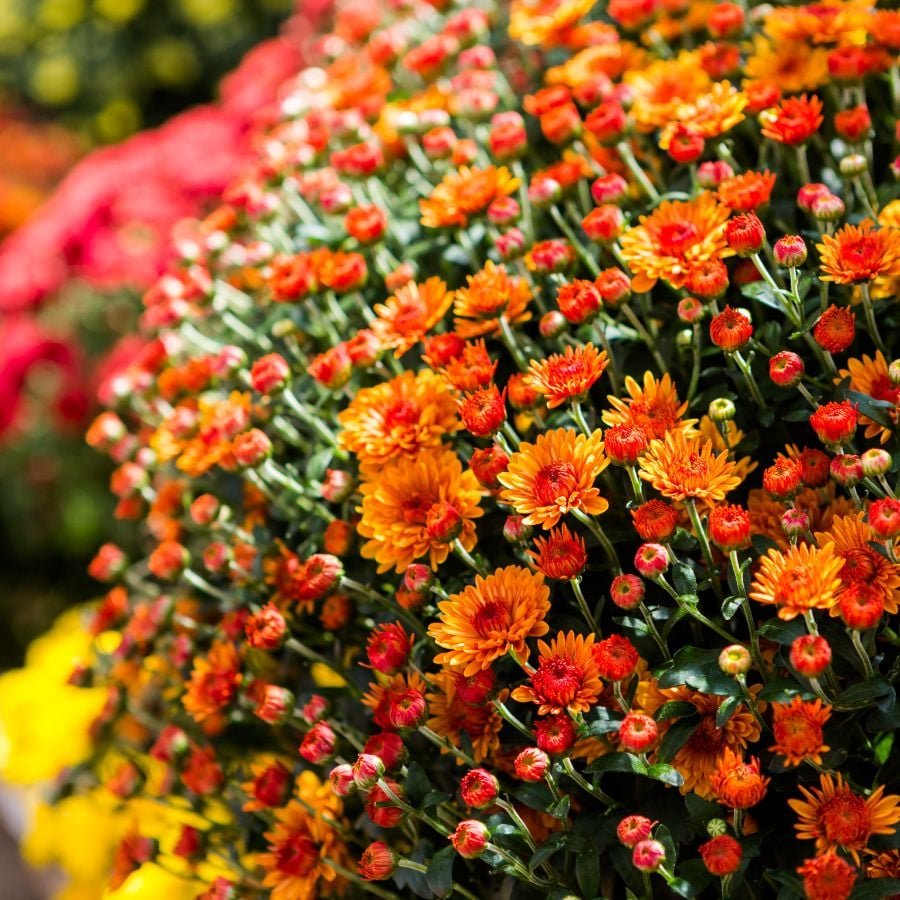 187902-ttlid-1405-annuals-vs-perennials-t1.jpg