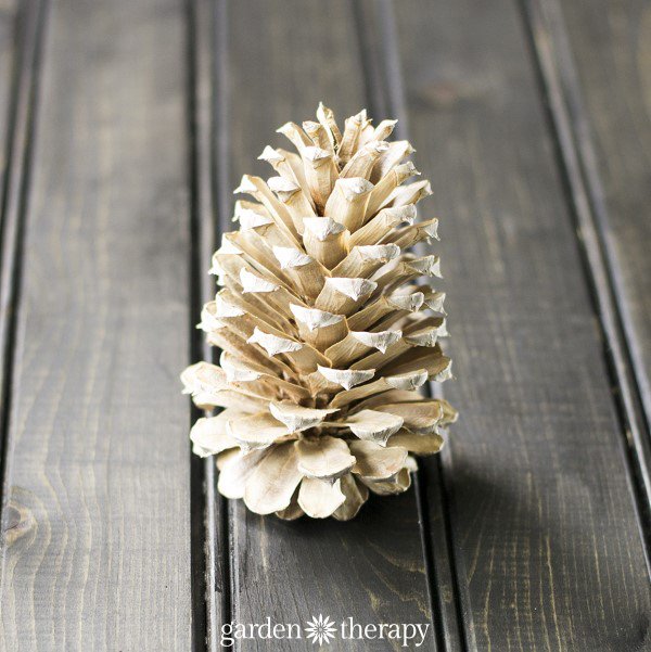 Bleached-Single-Pinecone.jpg