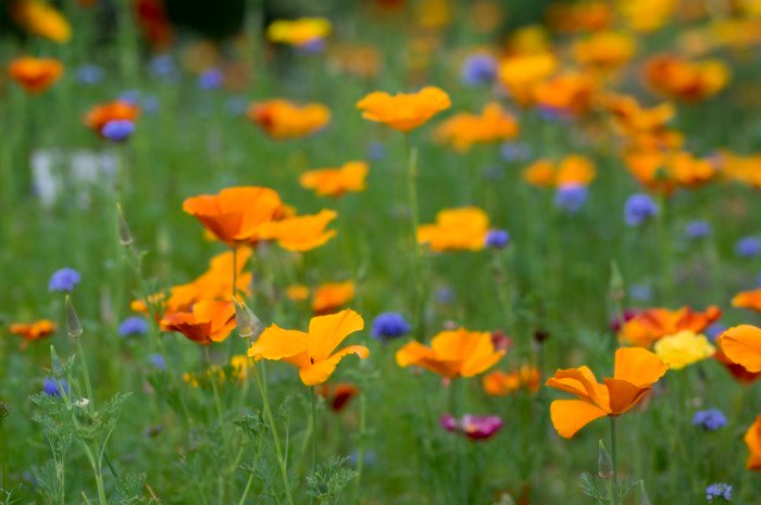 California-poppy.jpg