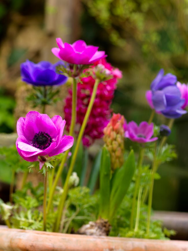 Colourful-Mixed-Bulbs-Anemones-Hyacinth-1.jpg