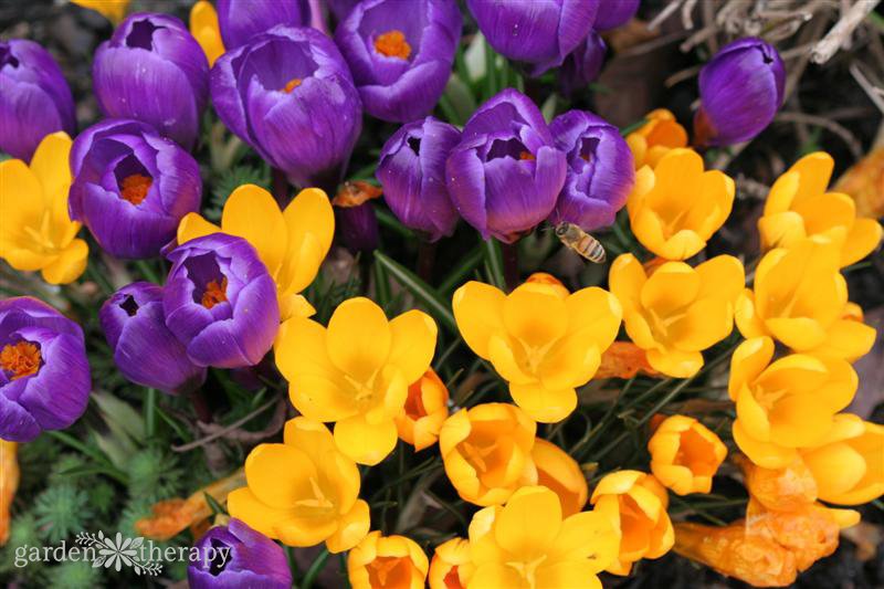 Crocuses-and-Bee.jpg