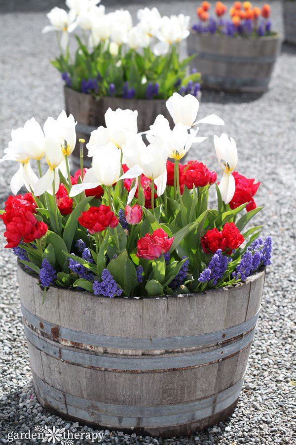 Fall-Bulbs-in-Spring-Wine-Barrels.jpg