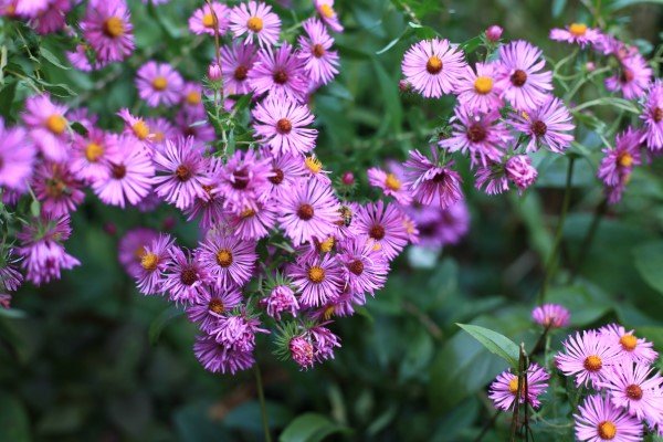 Fall-Perennial-Aster.jpg