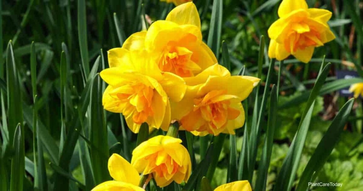 LHF-53902-daffodils-not-flowering-t1-min.jpeg