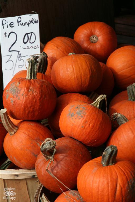 Pumpkin-Pie-Sugar-Pumpkins.jpg