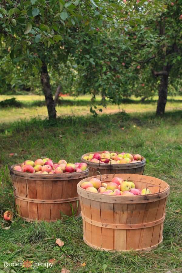 apple-harvest.jpg