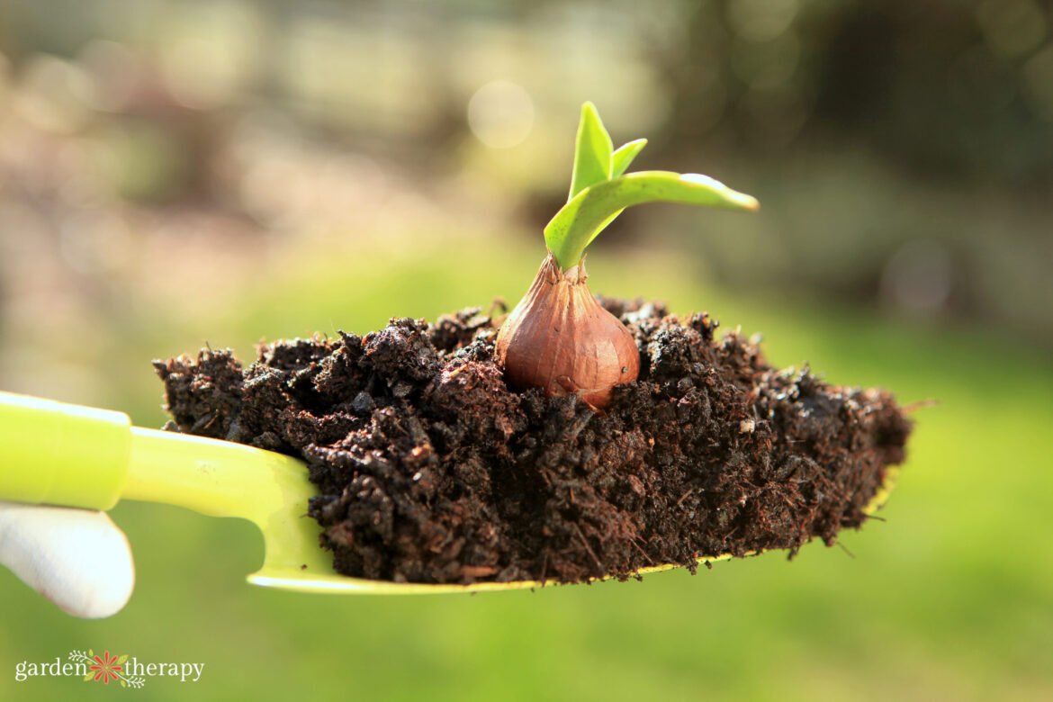 flower-bulb-on-scoop-of-soil-scaled.jpg
