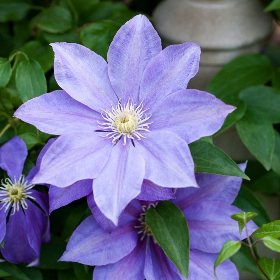 ttlid-1344-why-your-clematis-isnt-thriving-t1.jpg
