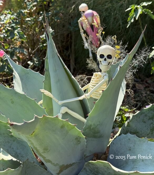 02_Skeleton_on_agave.jpg